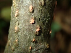 Nectria cinnabarina