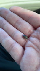 Diolcus chrysorrhoeus