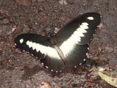 Papilio zenobia