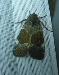 Hampsonodes mastoides