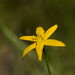 Hypoxis hygrometrica - Photo (c) Reiner Richter, algunos derechos reservados (CC BY-NC-SA), subido por Reiner Richter