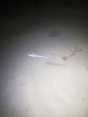 Atherinops affinis