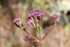Stevia hirsuta