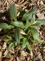 Centranthus ruber ruber