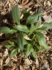 Centranthus ruber ruber