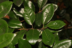 Elaeagnus pungens
