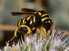 Leucospis gigas