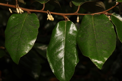 Elaeagnus pungens