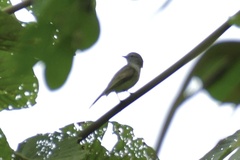 Tyrannidae