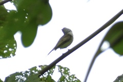 Tyrannidae