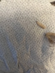 Plodia interpunctella