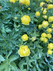 Trollius