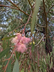 Eucalyptus sideroxylon