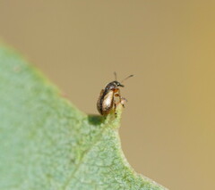 Auletini