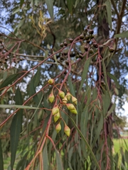 Eucalyptus sideroxylon