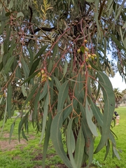 Eucalyptus sideroxylon