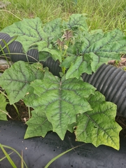 Solanum stramoniifolium