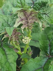 Solanum stramoniifolium