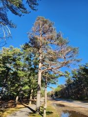 Pinus