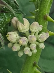 Solanum stramoniifolium