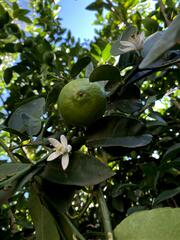 Citrus × latifolia
