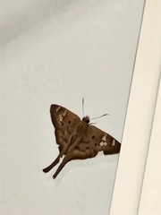 Eudamini