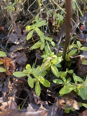 Galium triflorum