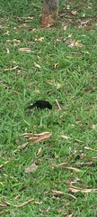 Gnorimopsar chopi