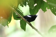 Loriotus luctuosus