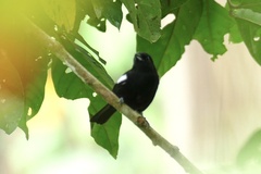 Loriotus luctuosus