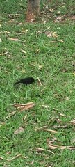 Gnorimopsar chopi