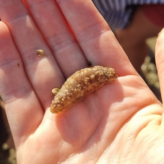 Holothuria pardalis