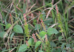 Acalypha phleoides