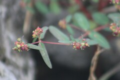 Euphorbia nutans