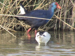 Porphyrio porphyrio