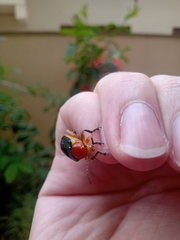 Cacoscelis marginata