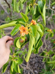 Cordia subcordata