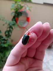 Cacoscelis marginata