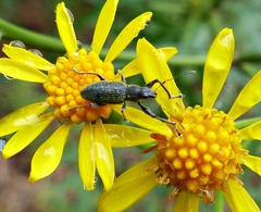 Naupactus auricinctus