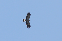 Polyboroides radiatus