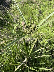 Cyperus virens