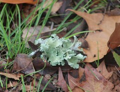 Parmotrema hypotropum