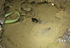 Agabinae