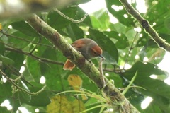 Cranioleuca erythrops