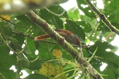 Cranioleuca erythrops