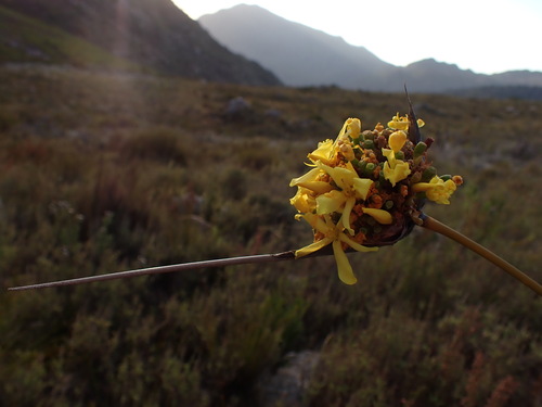 Image of Bundle Rushiris (Bobartia fasciculata) by (c) Ren Hoekstra, some rights reserved (CC BY)