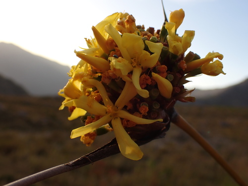 Image of Bundle Rushiris (Bobartia fasciculata) by (c) Ren Hoekstra, some rights reserved (CC BY)