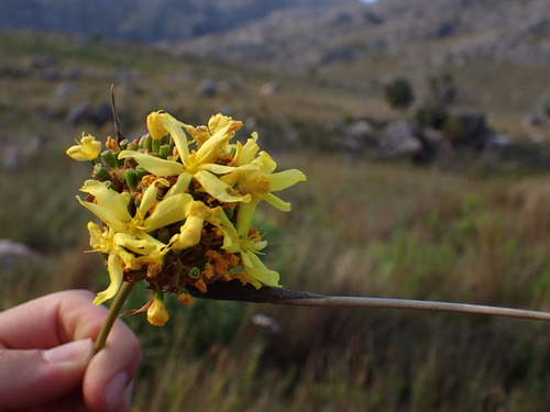 Image of Bobartia fasciculata by (c) Ren Hoekstra, some rights reserved (CC BY)