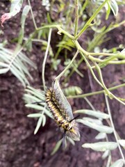 Lophocampa mixta