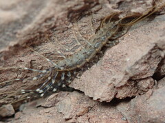 Scutigeridae